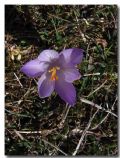 Crocus neapolitanus